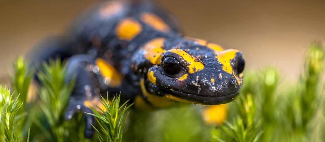 Fire salamander newt on moss